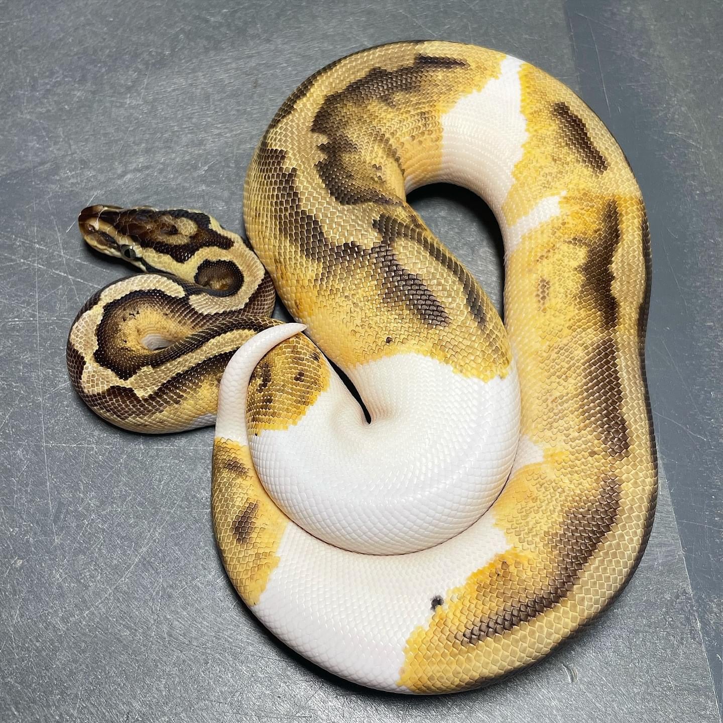 Pastel Enchi Pied Female Ball Python