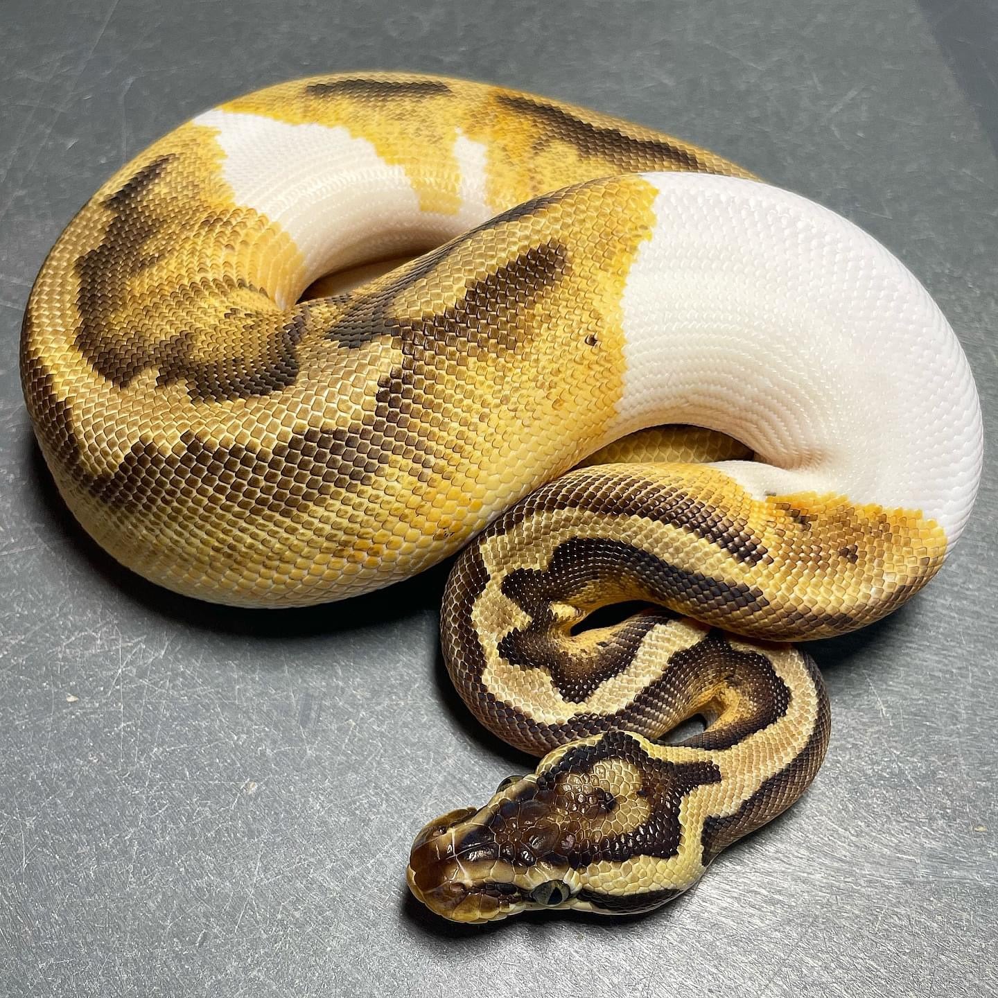 Pastel Enchi Pied Female Ball Python