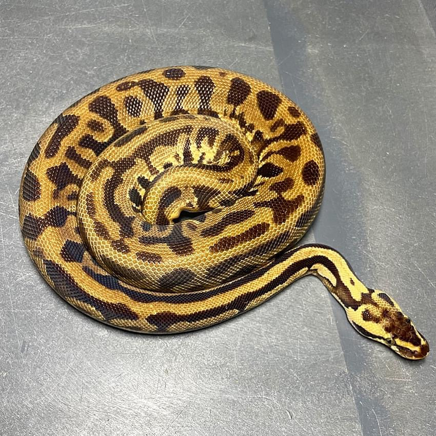 Leopard Yellowbelly Enchi Pastel Het Pied Male Ball Python