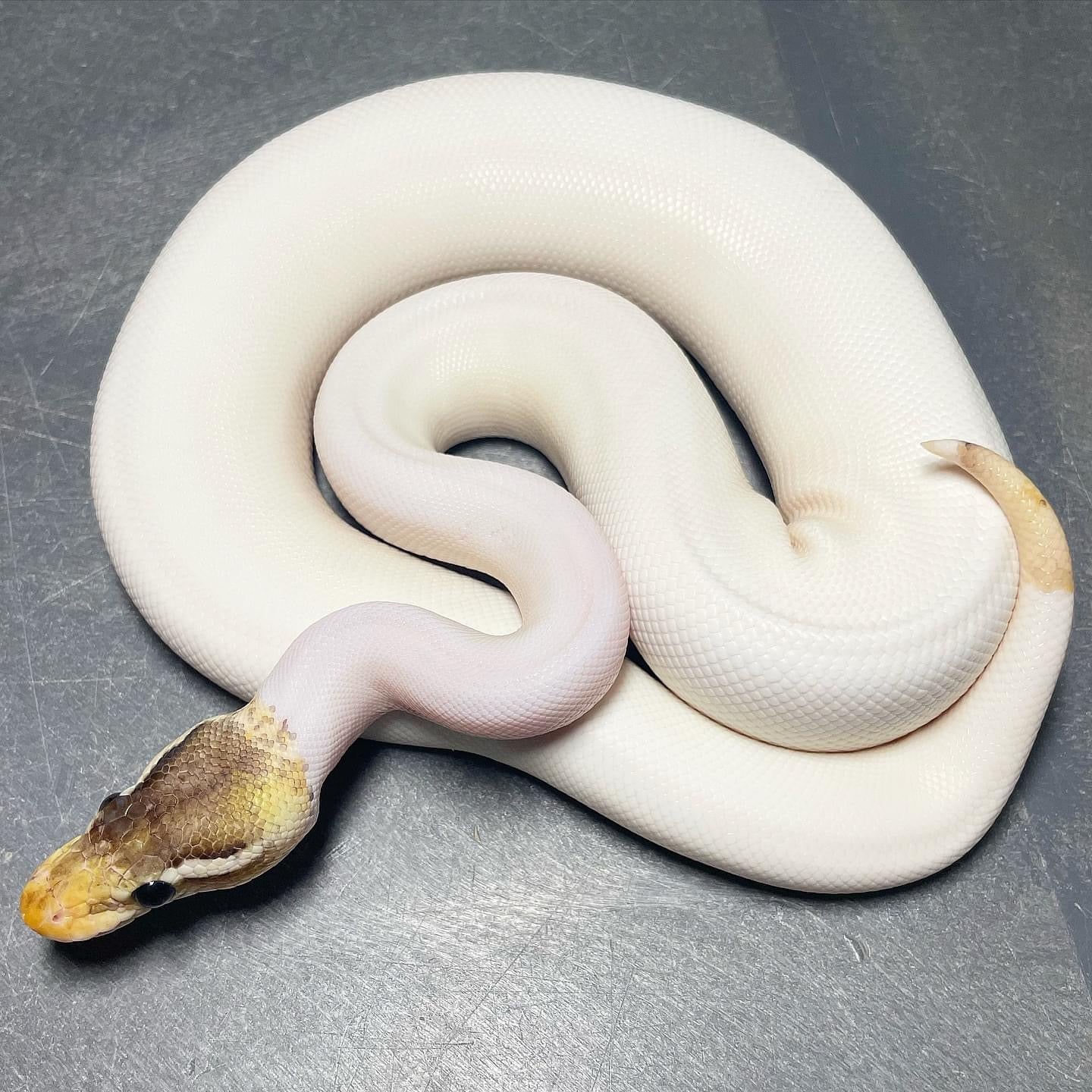 Sandblast Enchi Super Pastel Cinnamon Pied Female Ball Python