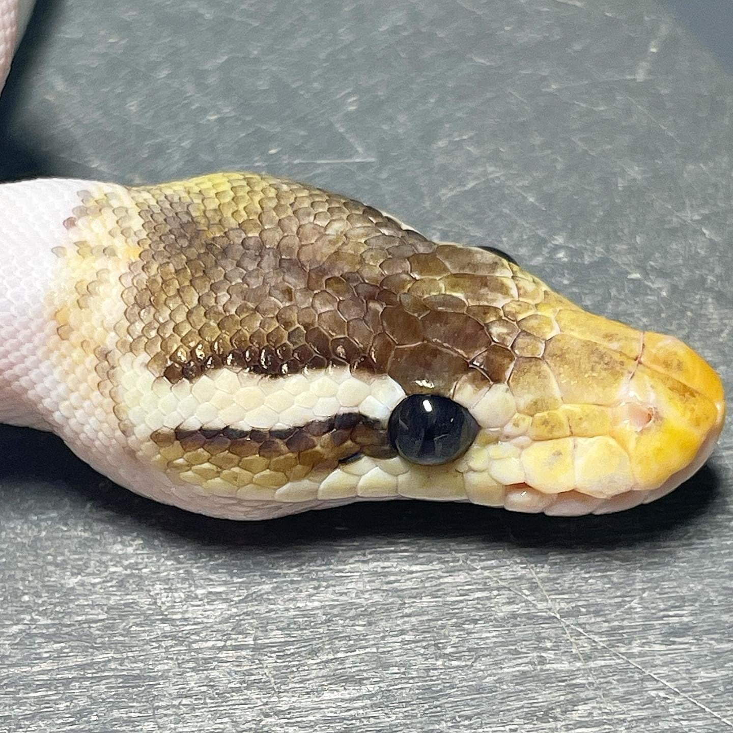 Sandblast Enchi Super Pastel Cinnamon Pied Female Ball Python