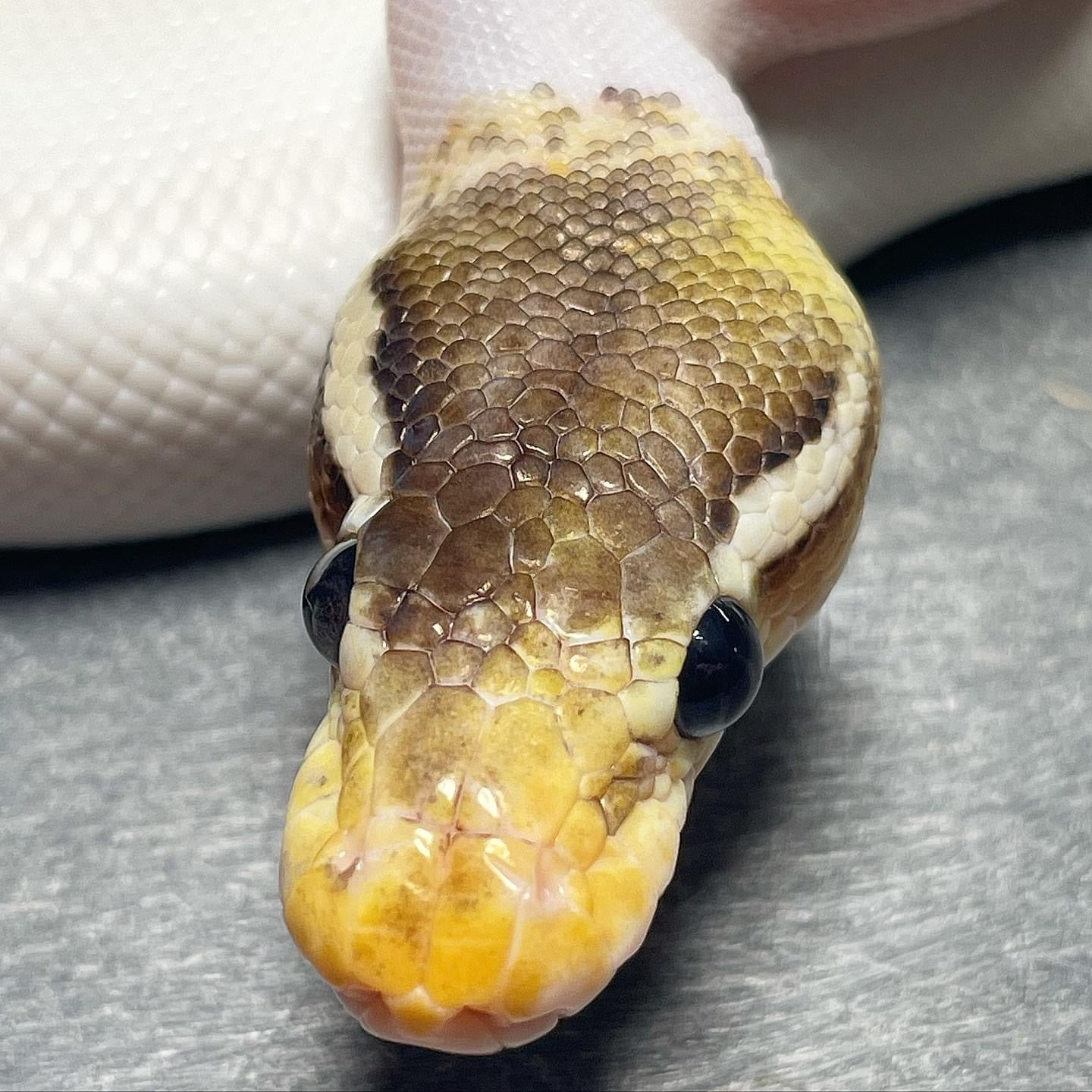 Super Pastel Cinnamon Pied Female Ball Python For Sale – Trademark Exotics