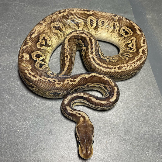 Black Pewter Double Het Candy Pied Female Ball Python