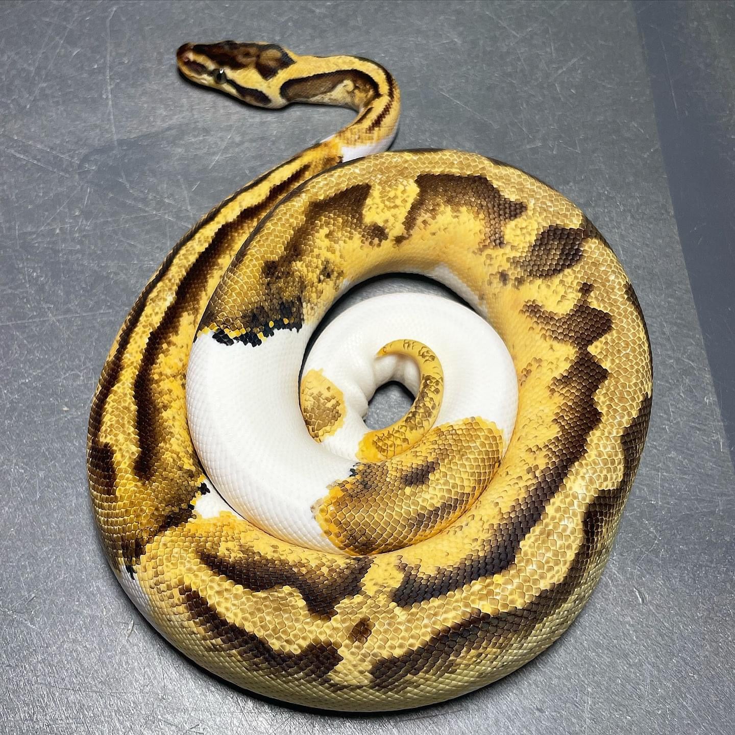 Sandblast Pastel Enchi Pied Female Ball Python