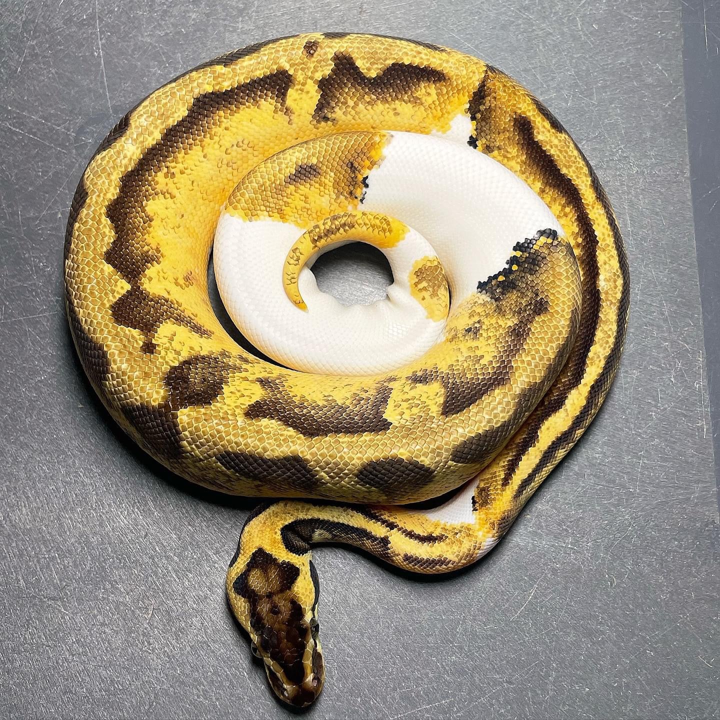 Sandblast Pastel Enchi Pied Female Ball Python