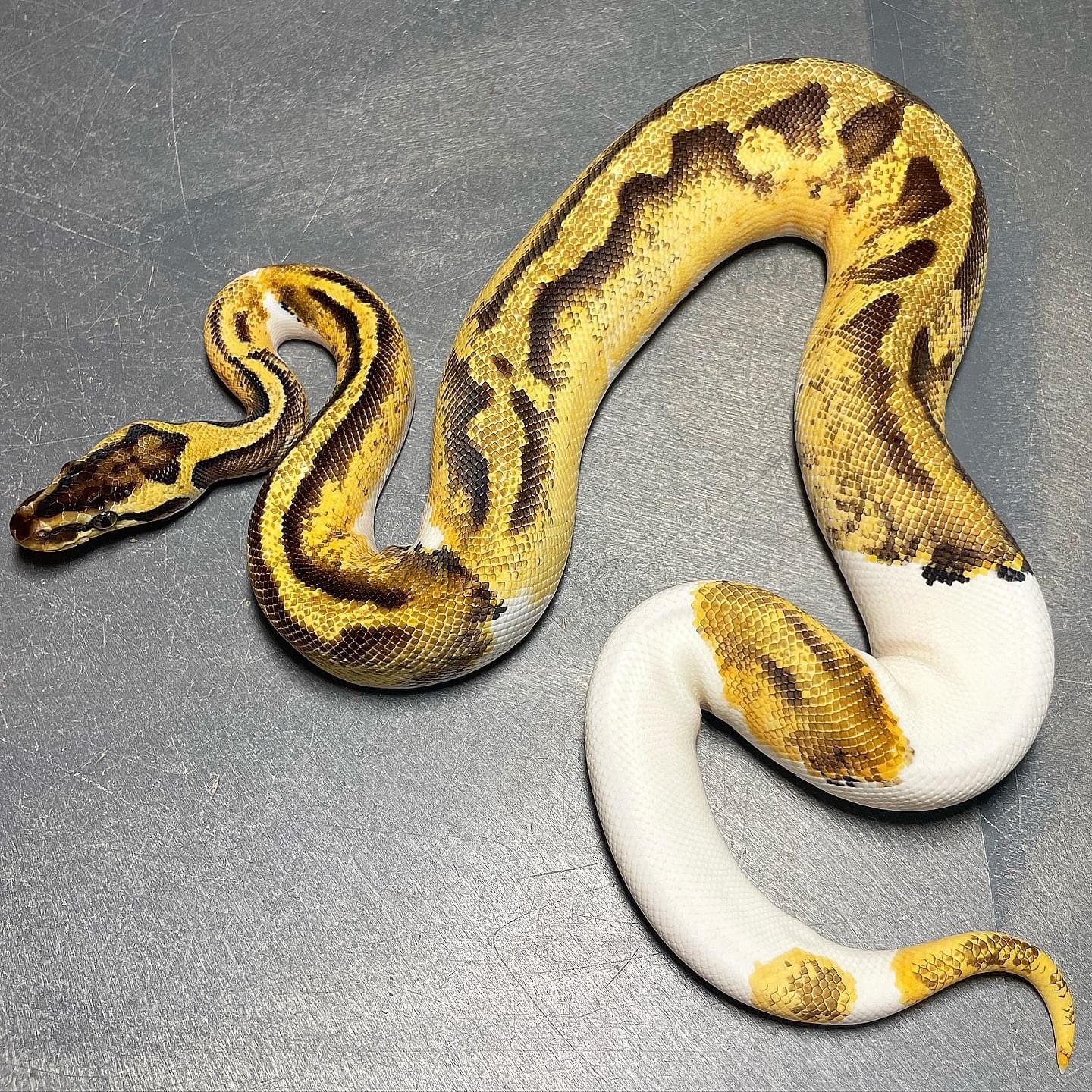 Sandblast Pastel Enchi Pied Female Ball Python