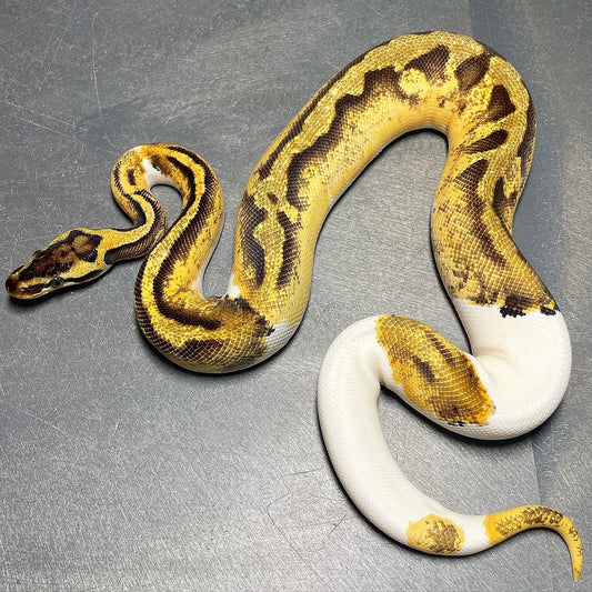 Sandblast Pastel Enchi Pied Female Ball Python