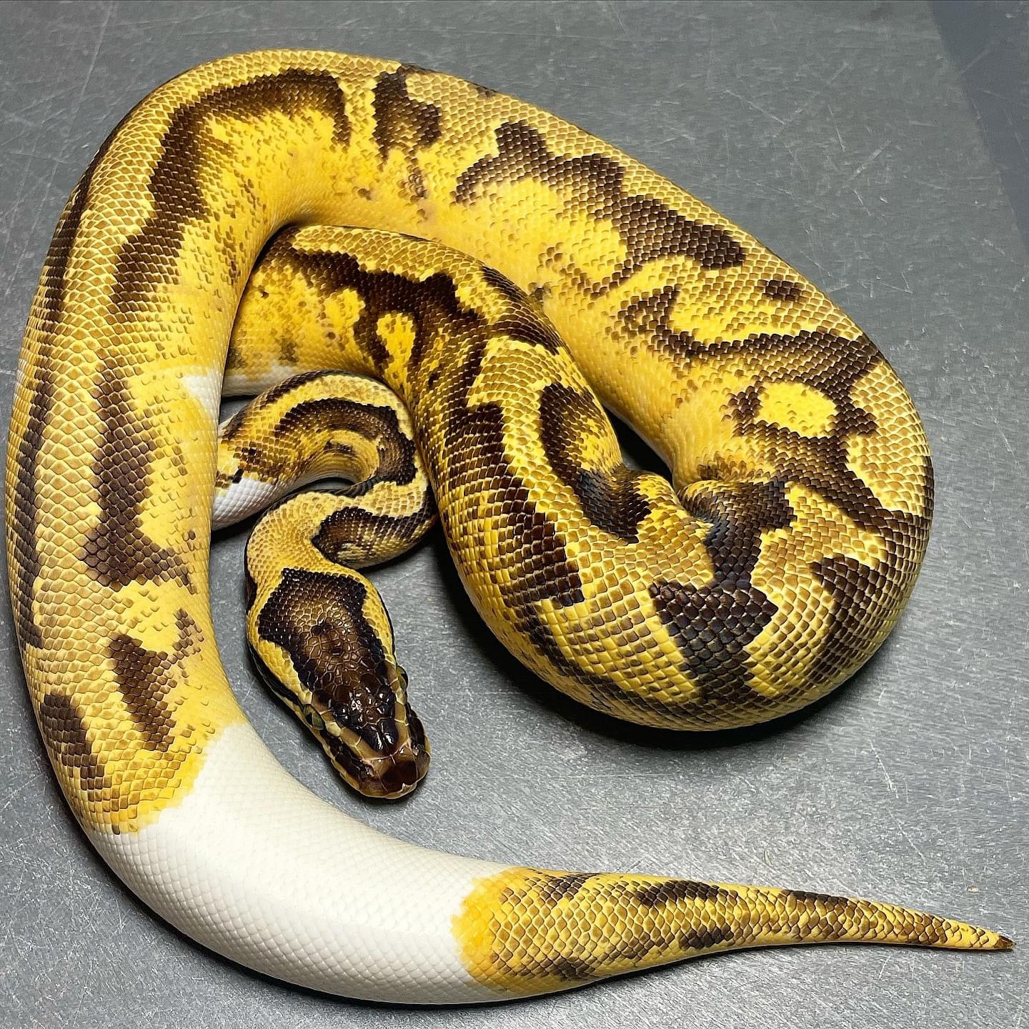 Sandblast Pastel Enchi Pied Female Ball Python