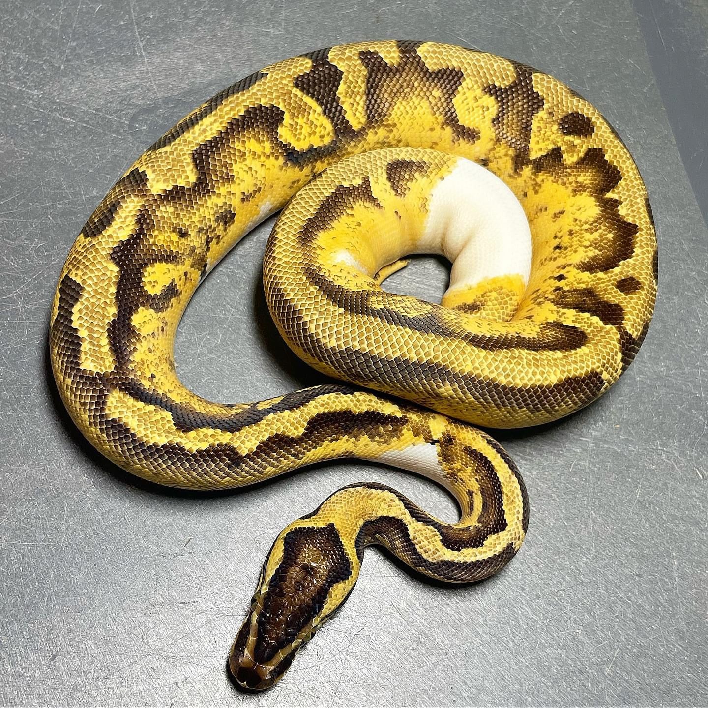 Sandblast Pastel Enchi Pied Female Ball Python