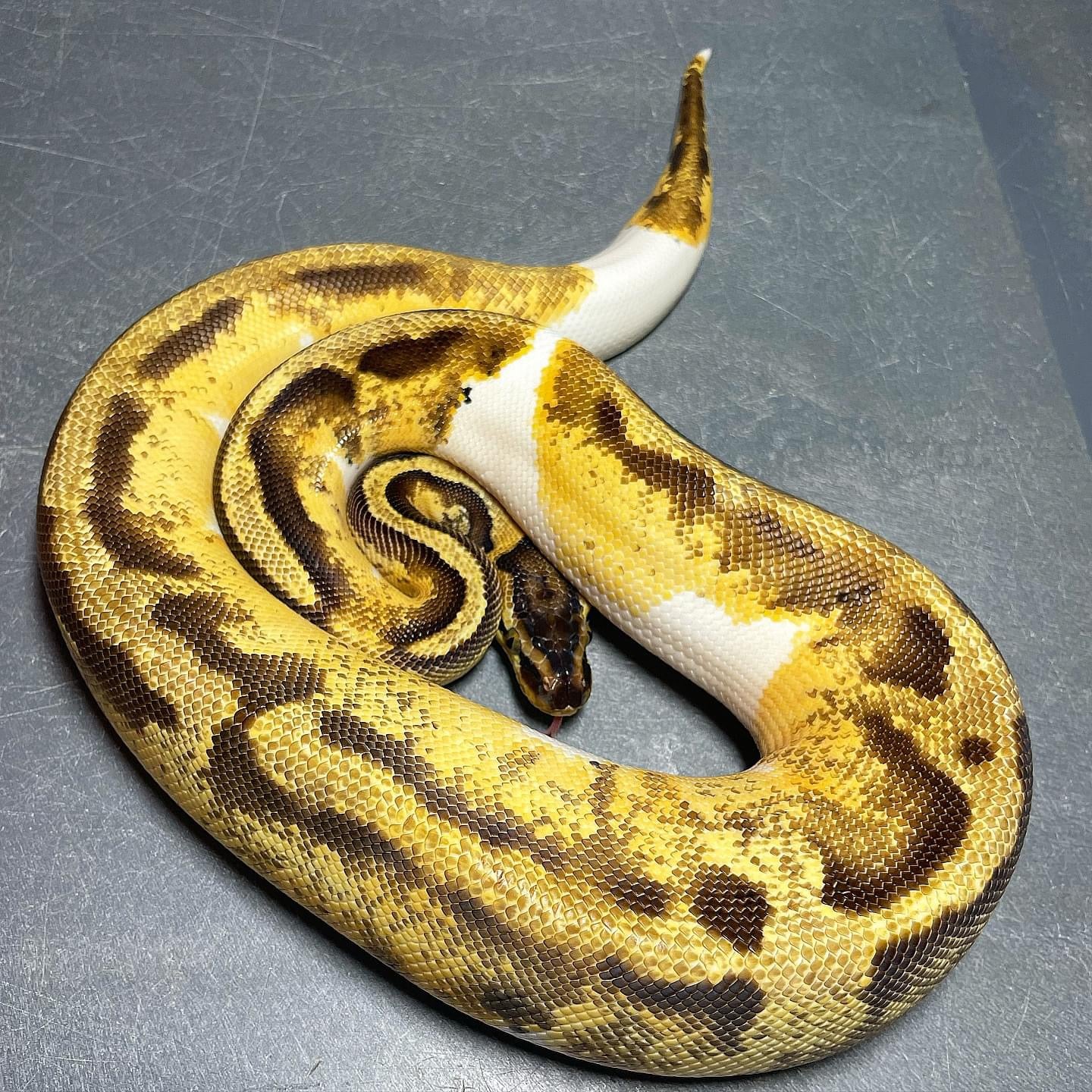 Sandblast Pastel Enchi Pied Female Ball Python