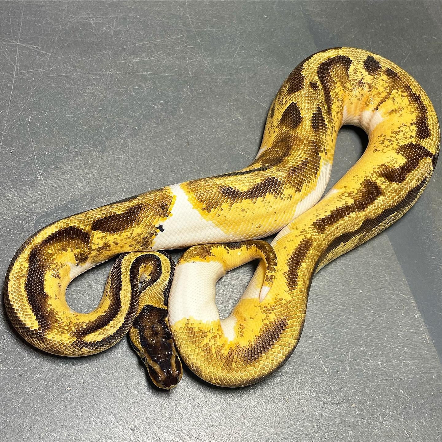 Sandblast Pastel Enchi Pied Female Ball Python