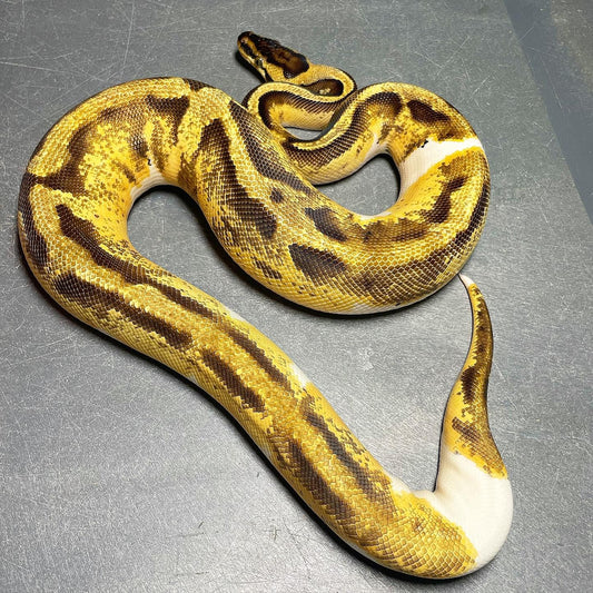 Sandblast Pastel Enchi Pied Female Ball Python