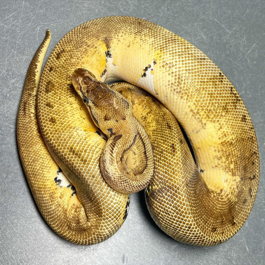 Lemonblast Pied Female Ball Python