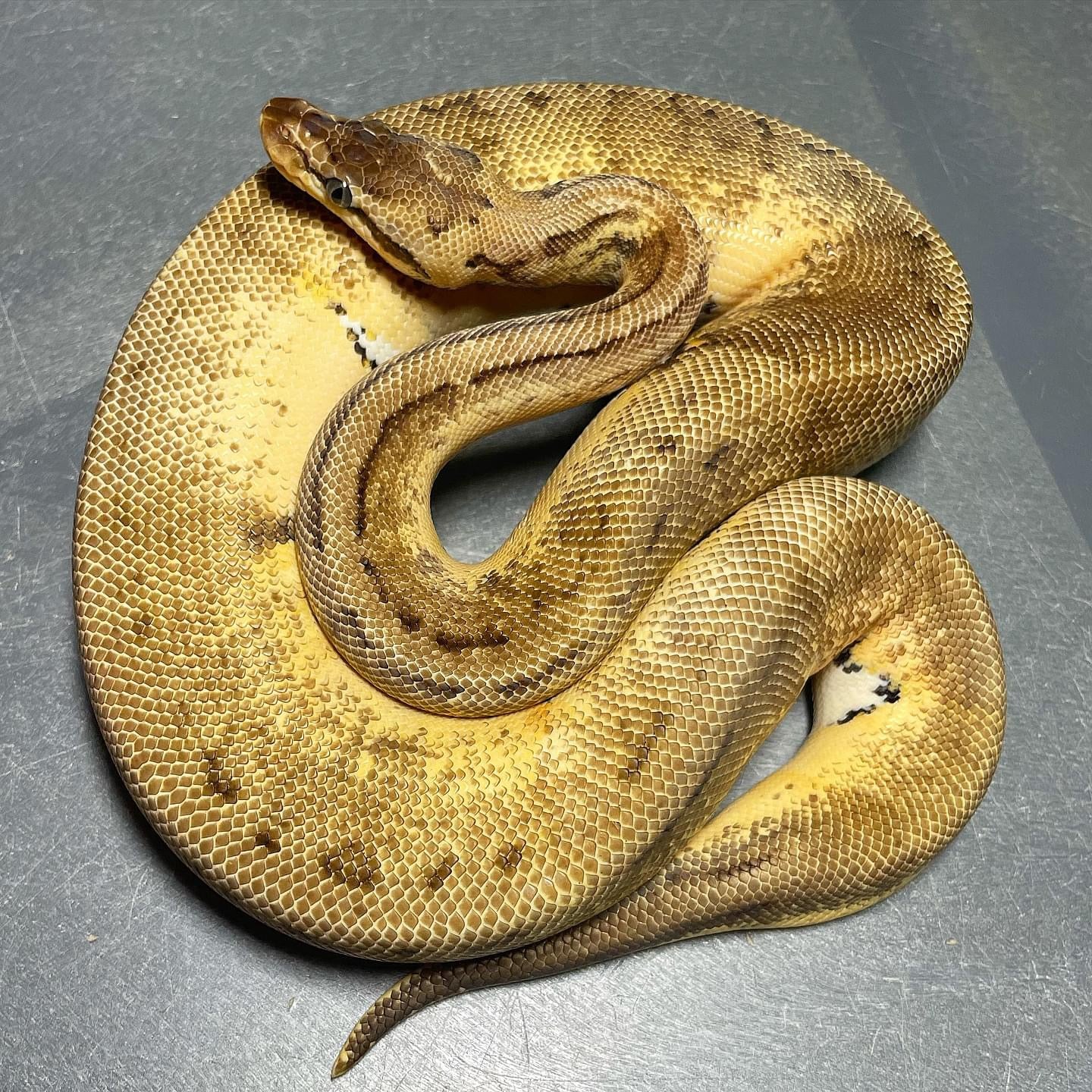 Lemonblast Pied Female Ball Python