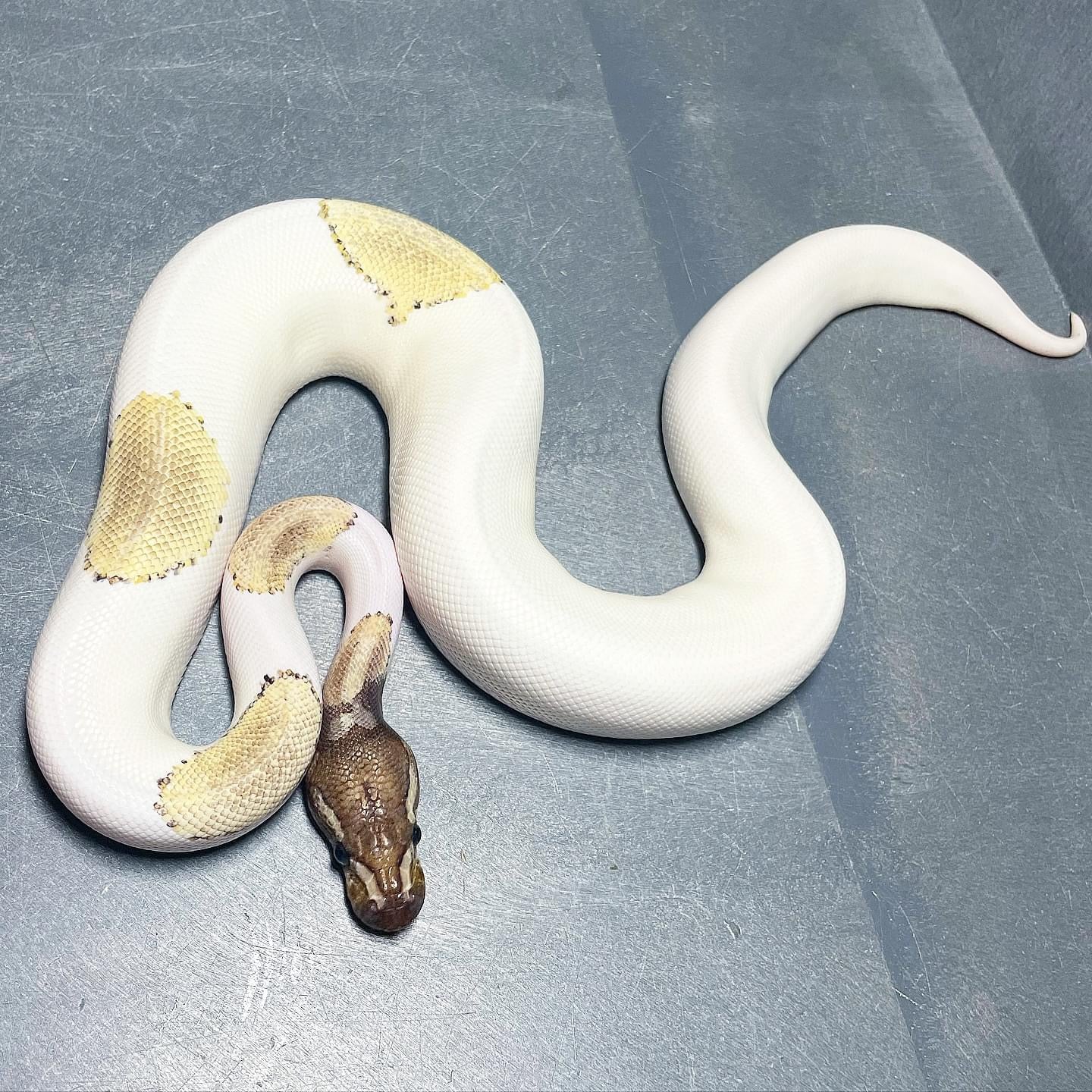 Pastel Enchi Mojave Pied Female Ball Python