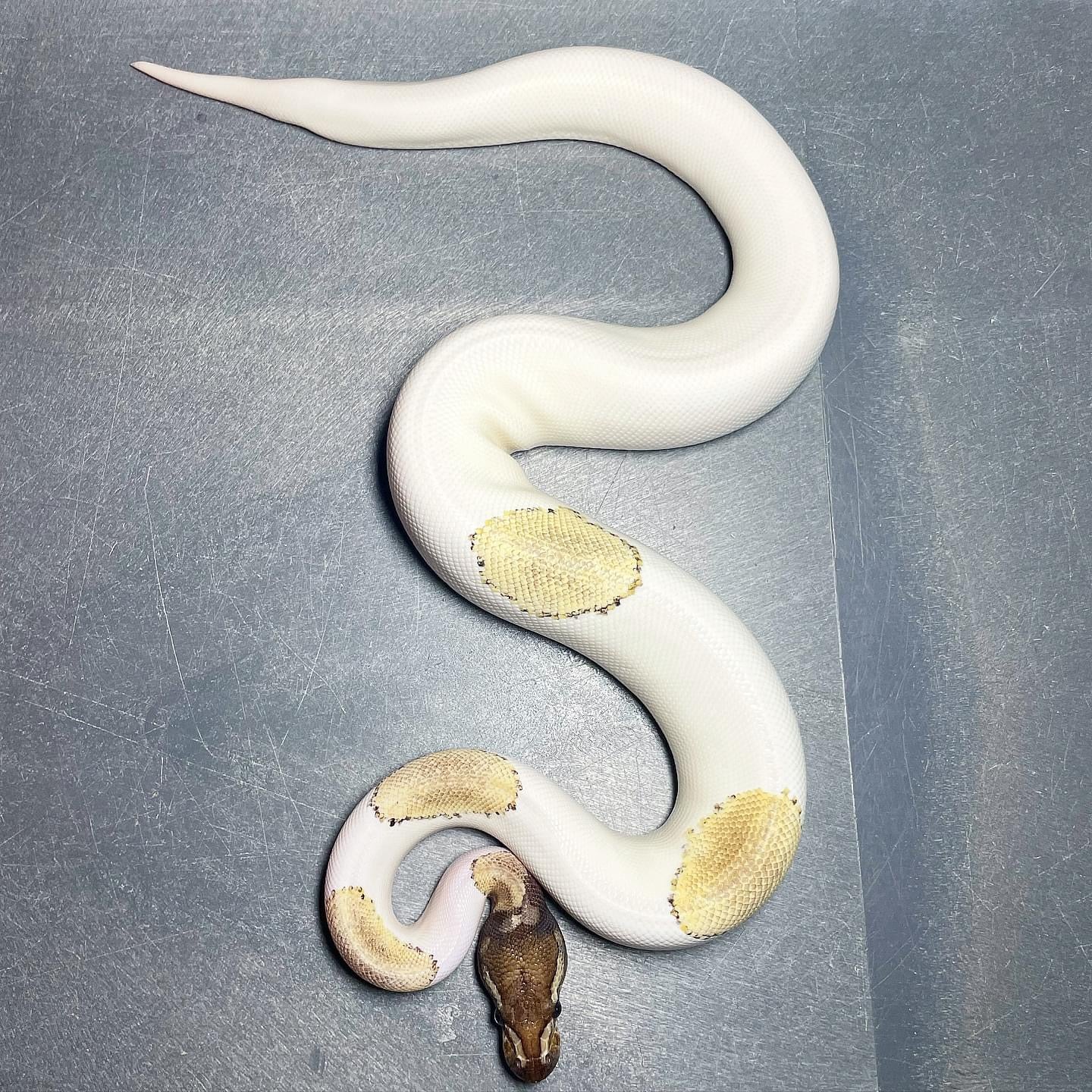 Pastel Enchi Mojave Pied Female Ball Python