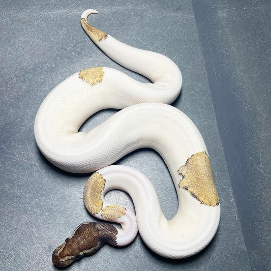 Pastel Enchi Mojave Pied Female Ball Python