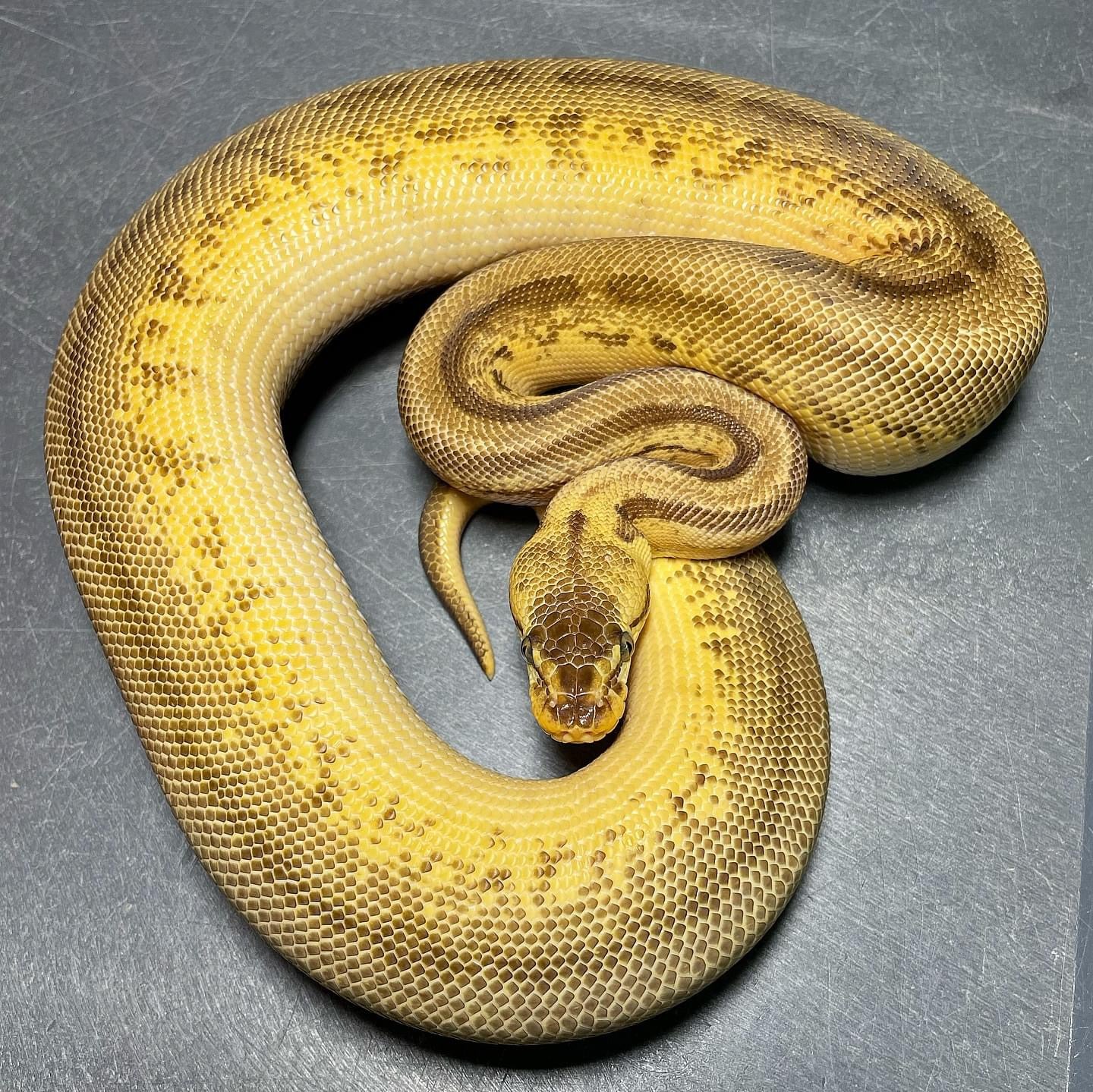 Leopard Super Pastel Pinstripe Enchi Yellowbelly Het Pied Female Ball Python