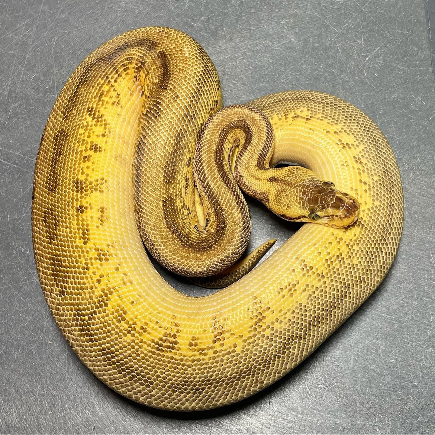 Leopard Super Pastel Pinstripe Enchi Yellowbelly Het Pied Female Ball Python