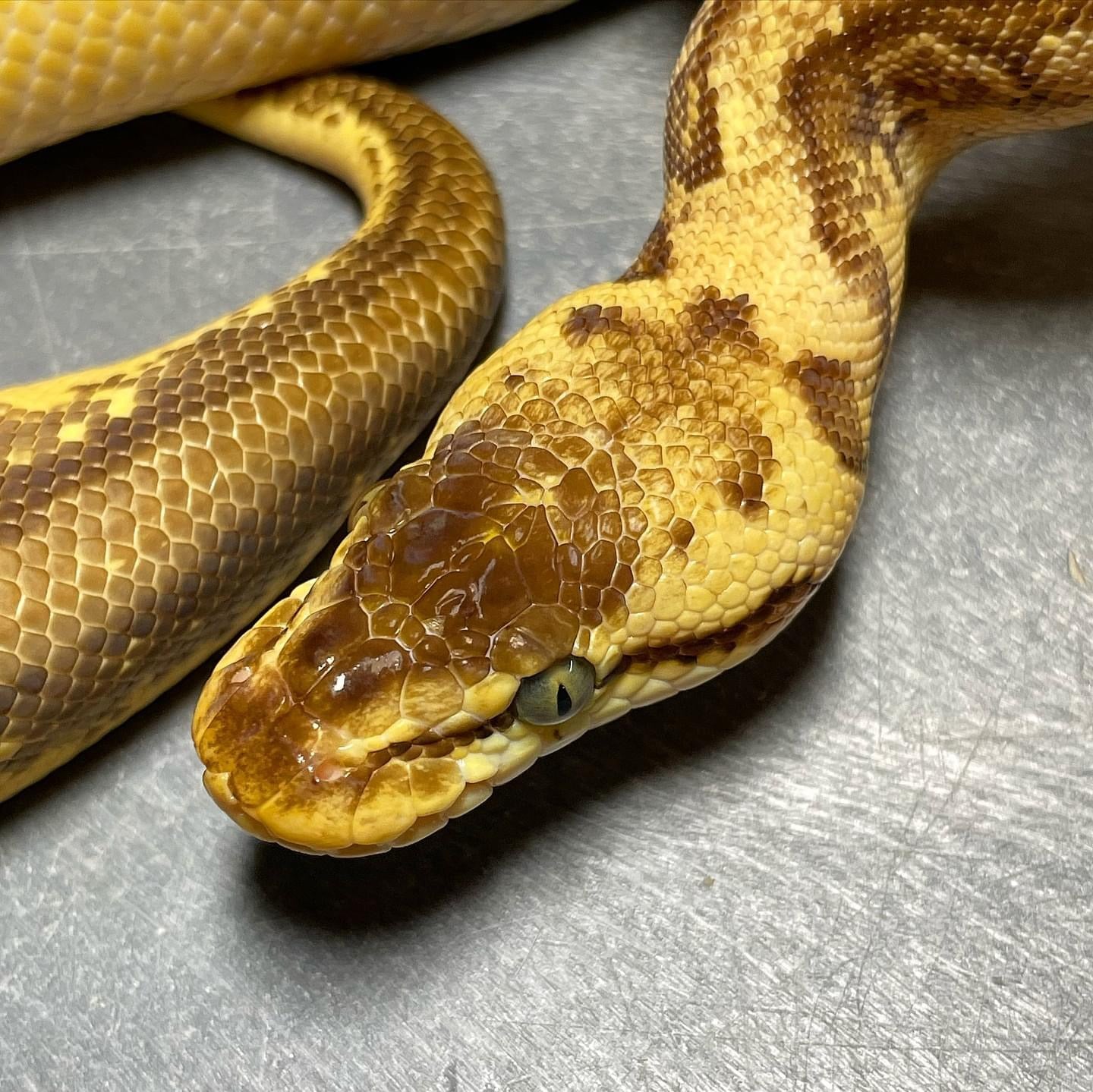 Super Pastel Pinstripe Enchi Yellowbelly Het Pied Female Ball Python