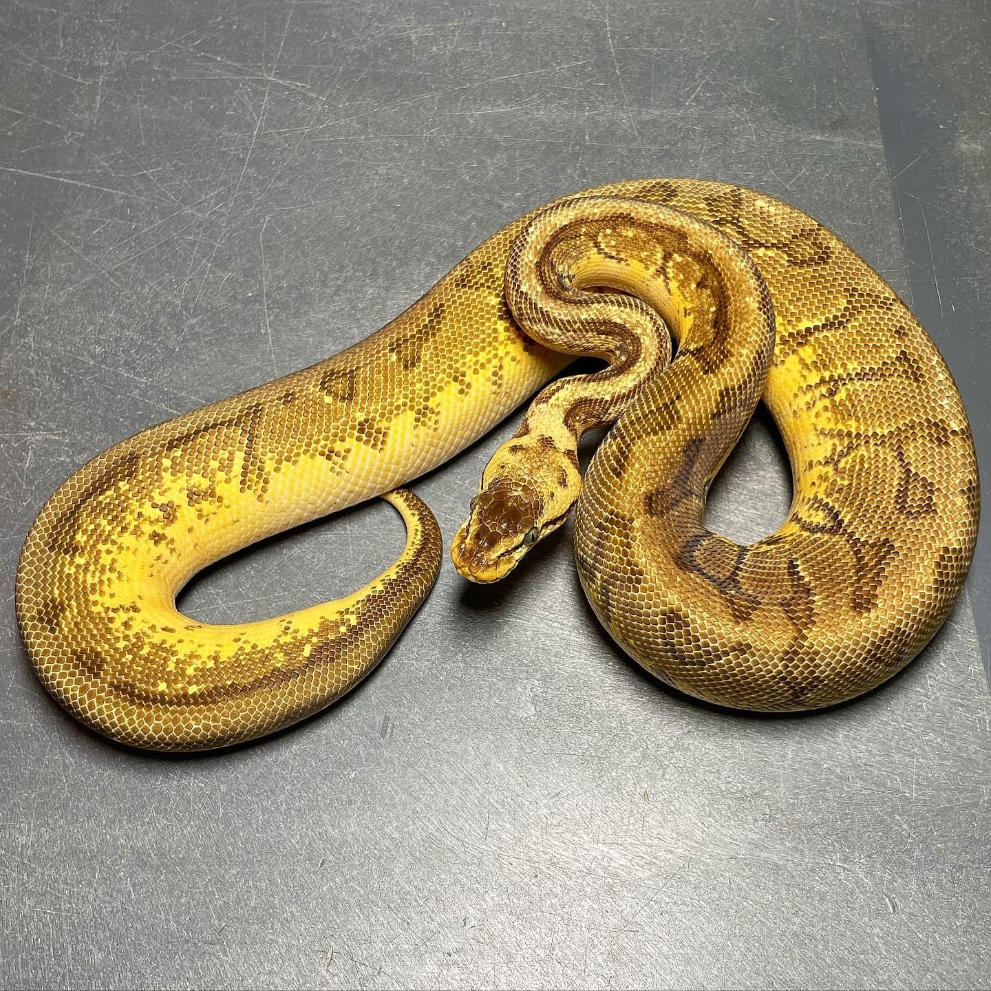 Super Pastel Pinstripe Enchi Yellowbelly Het Pied Female Ball Python