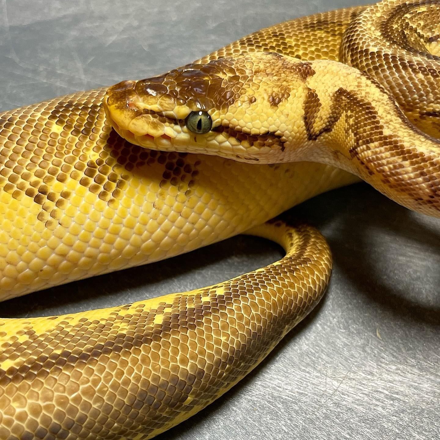 Super Pastel Pinstripe Enchi Yellowbelly Het Pied Female Ball Python