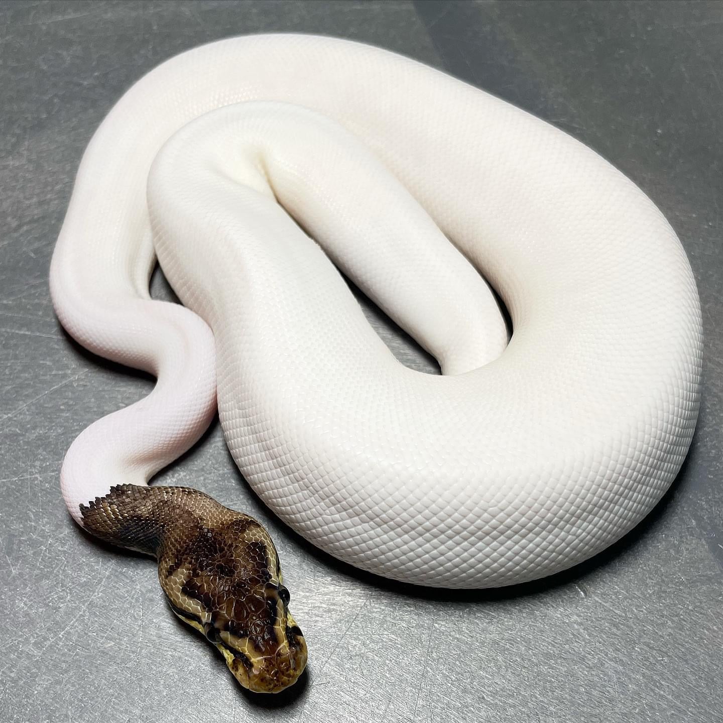 (Super) Leopard Pastel HRA Pied Female Ball Python