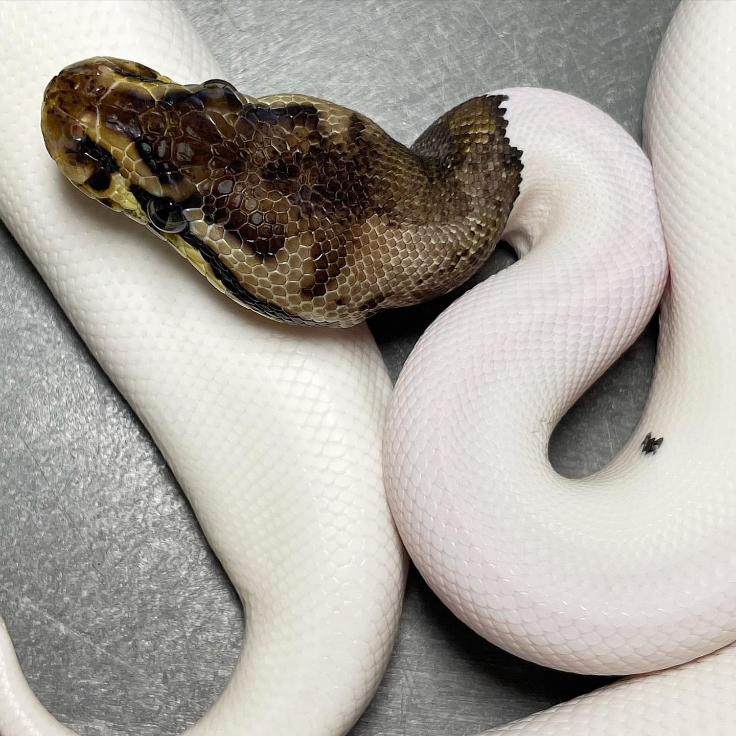 (Super) Leopard Pastel HRA Pied Female Ball Python