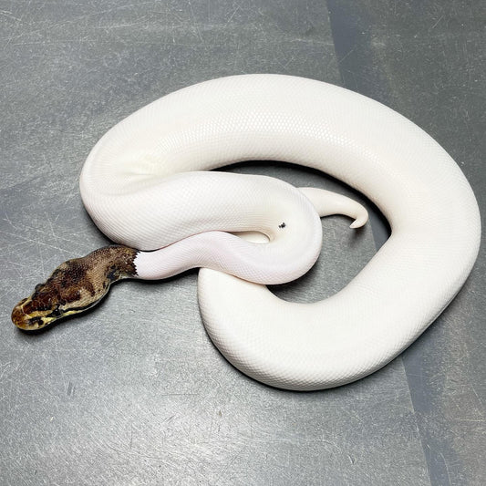 (Super) Leopard Pastel HRA Pied Female Ball Python