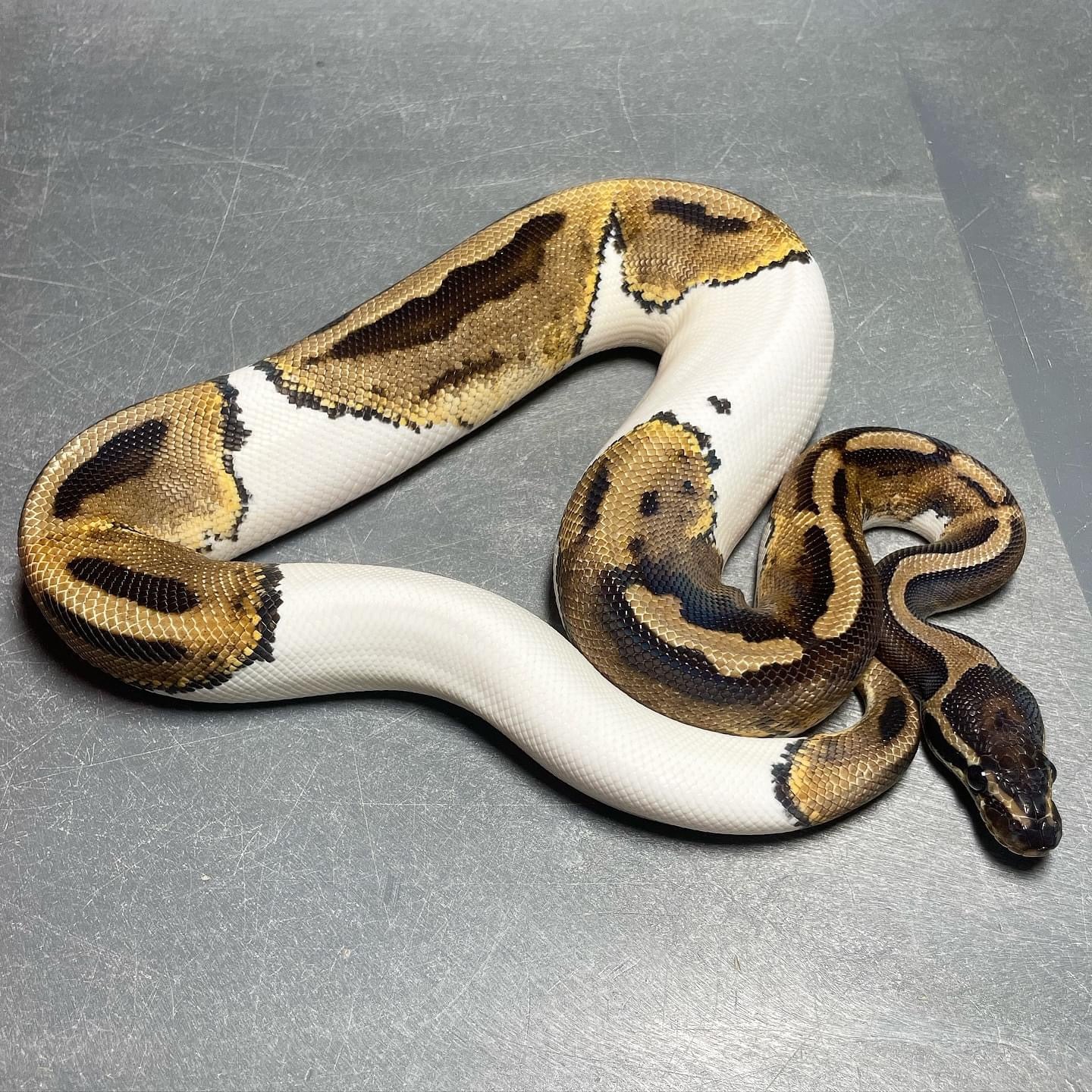 Piebald Female Ball Python