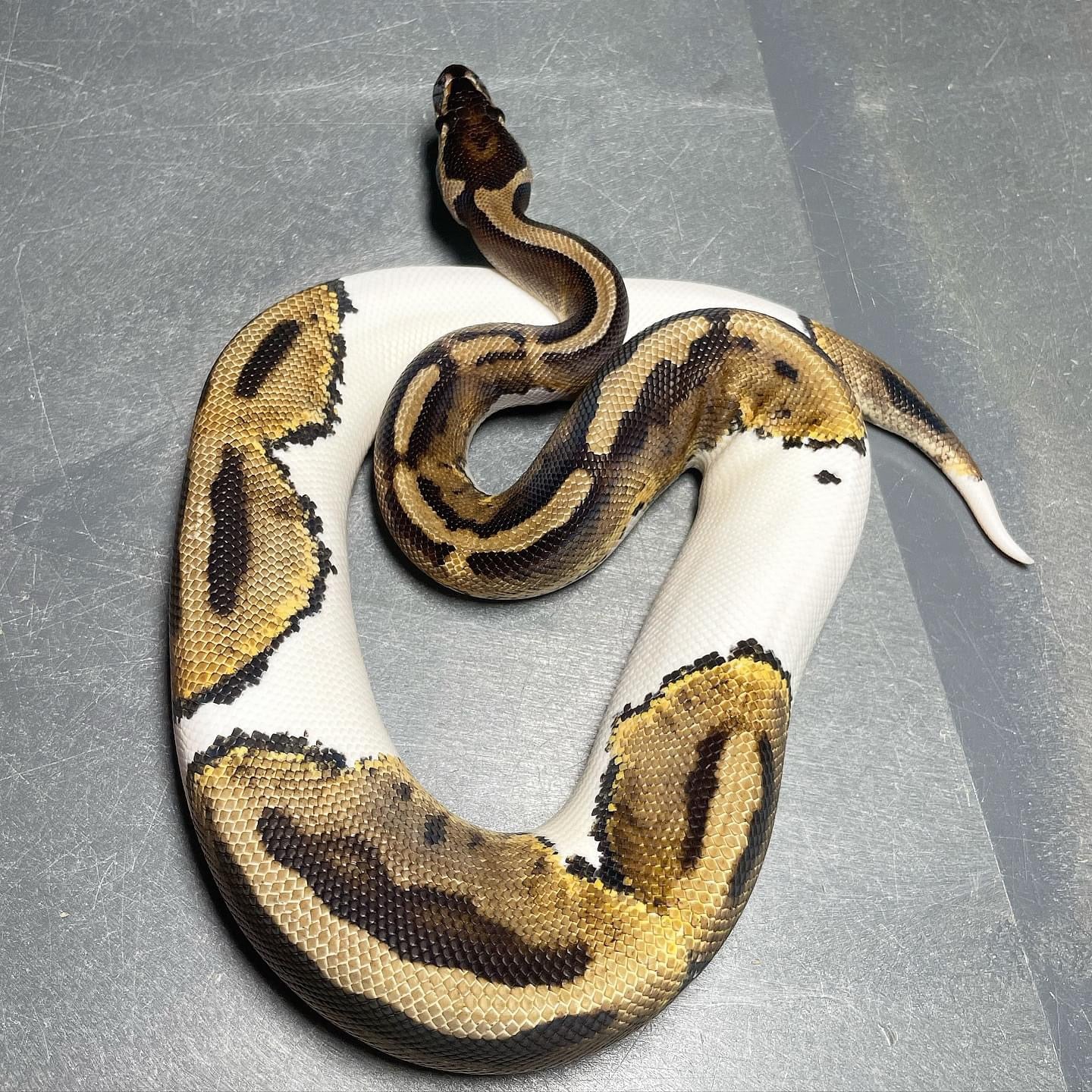 Piebald Female Ball Python