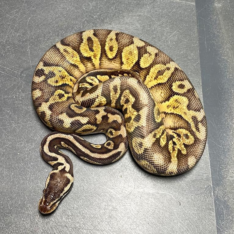 Yellowbelly Super Pastel Het Pied Female Ball Python