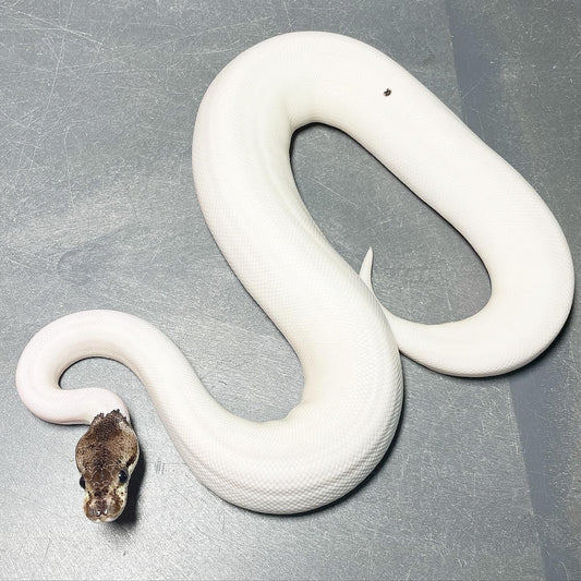 (Super) Leopard Red Axanthic Pastel Pied Female Ball Python