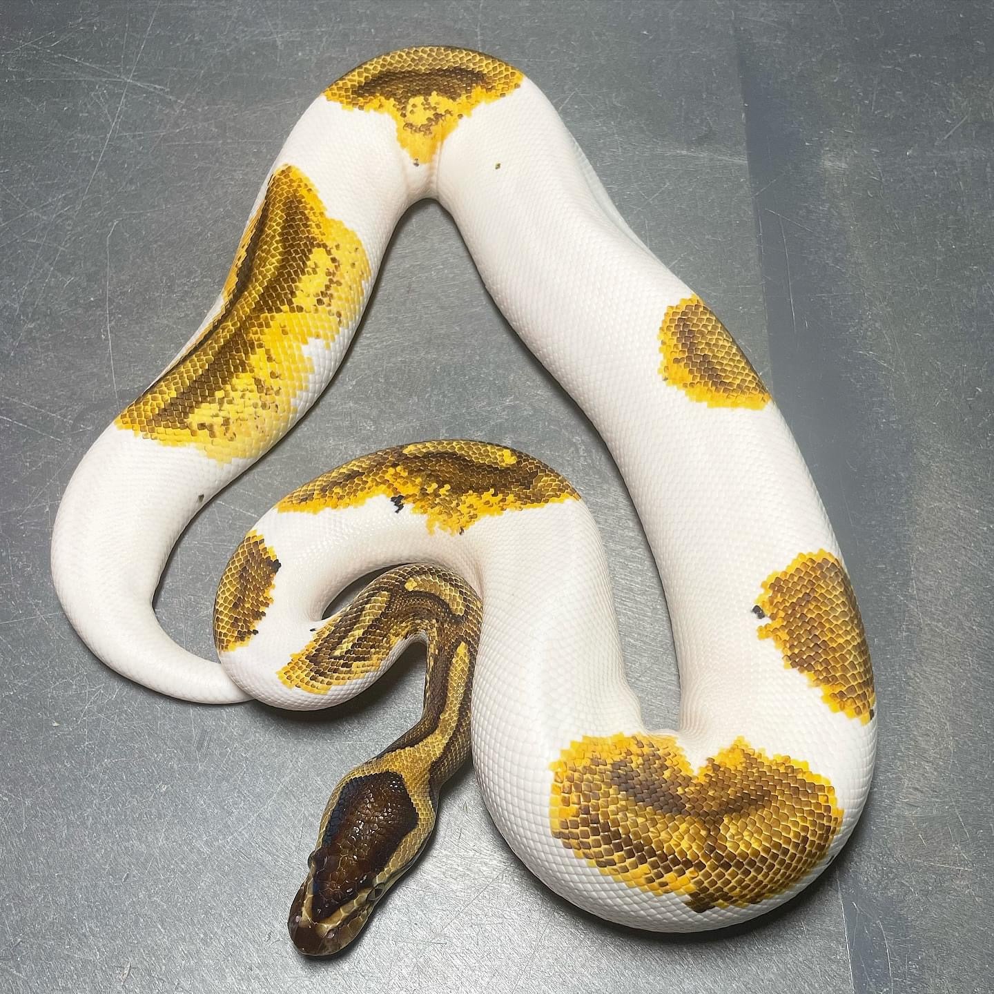 (Leopard) Enchi Yellowbelly/Asphalt Pied Female Ball Python