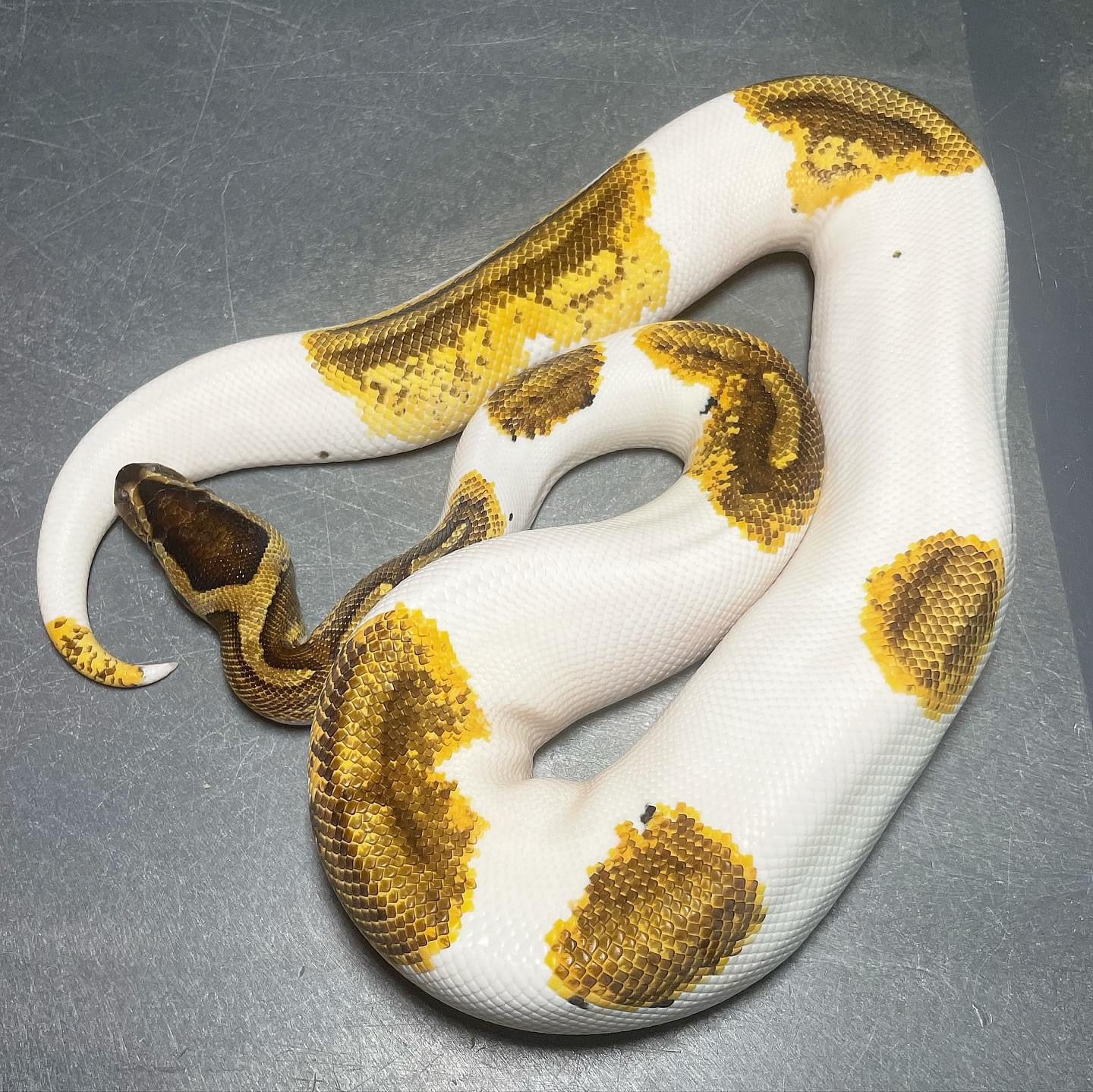 (Leopard) Enchi Yellowbelly/Asphalt Pied Female Ball Python