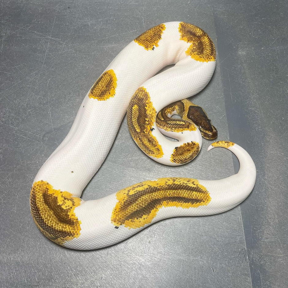 lesser poss yellow belly asphalt female ball python by... Ball Python Morphs – Trademark Exotics