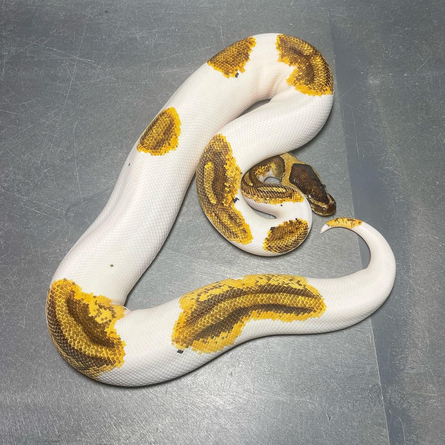 (Leopard) Enchi Yellowbelly/Asphalt Pied Female Ball Python