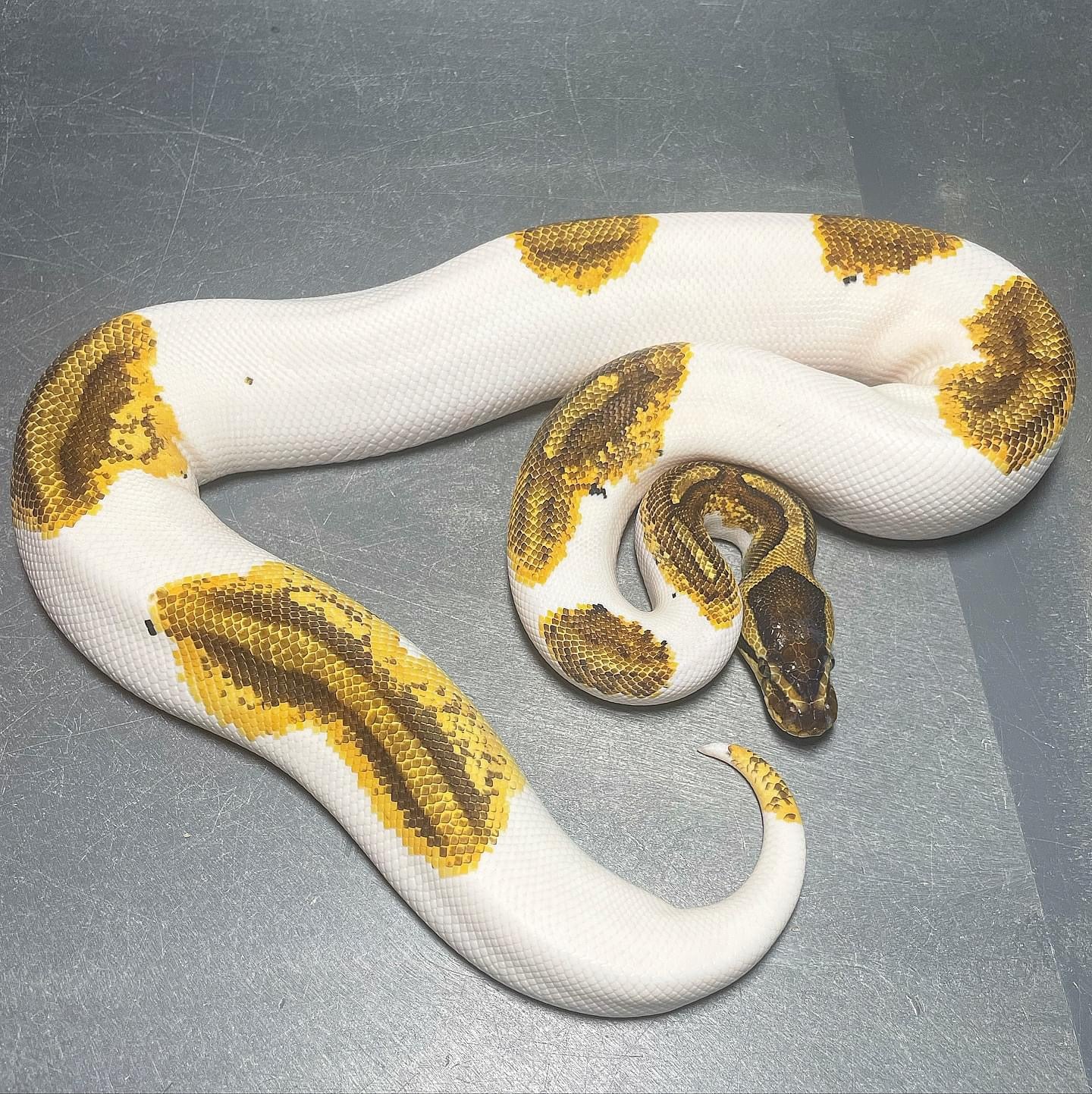 (Leopard) Enchi Yellowbelly/Asphalt Pied Female Ball Python