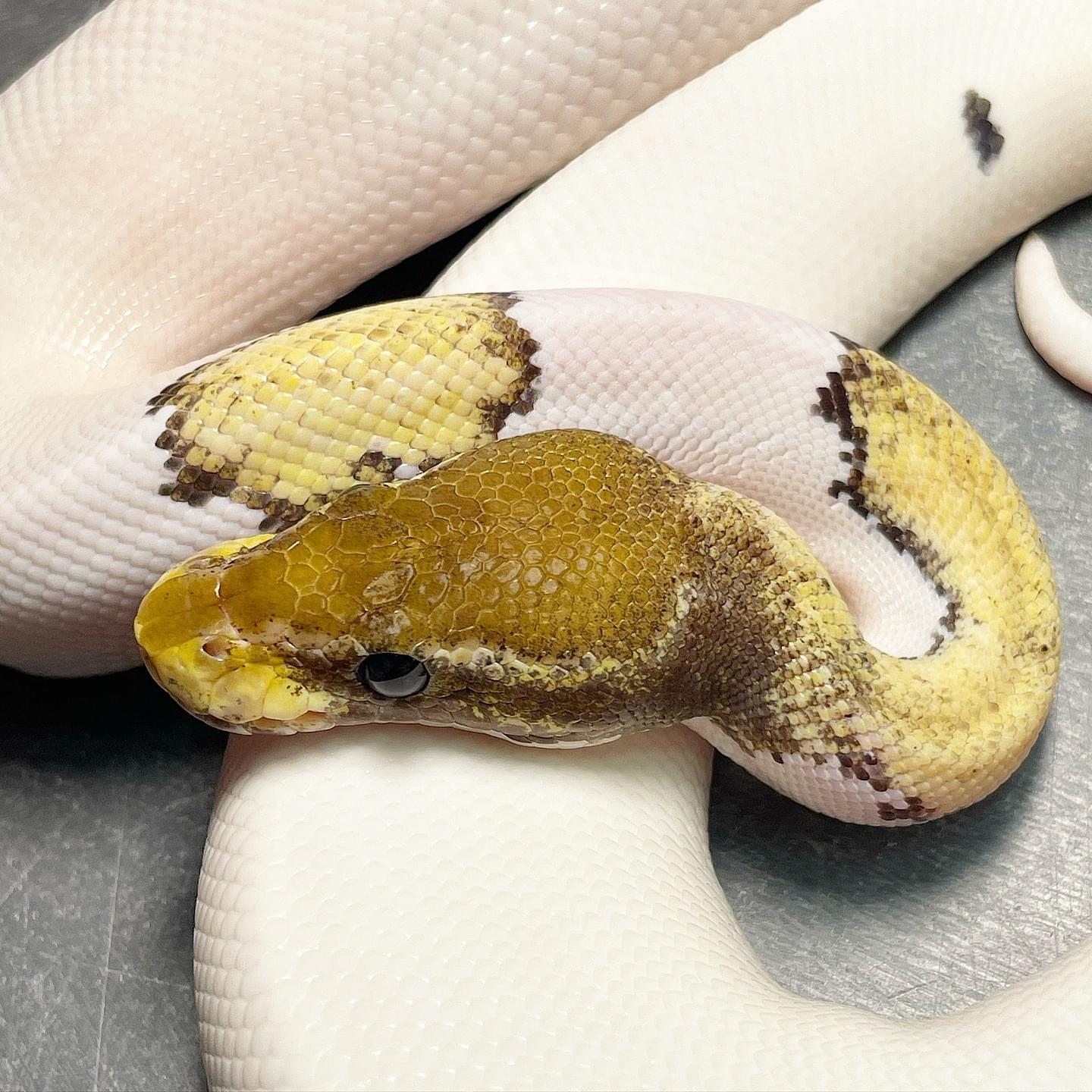 (Leopard) Pastel Mojave Pied Het Lavender Female Ball Python