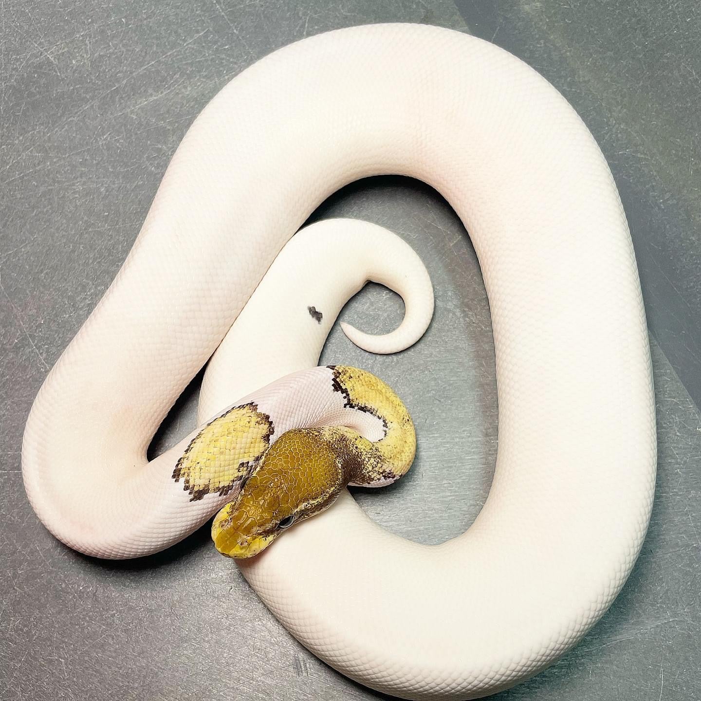 (Leopard) Pastel Mojave Pied Het Lavender Female Ball Python