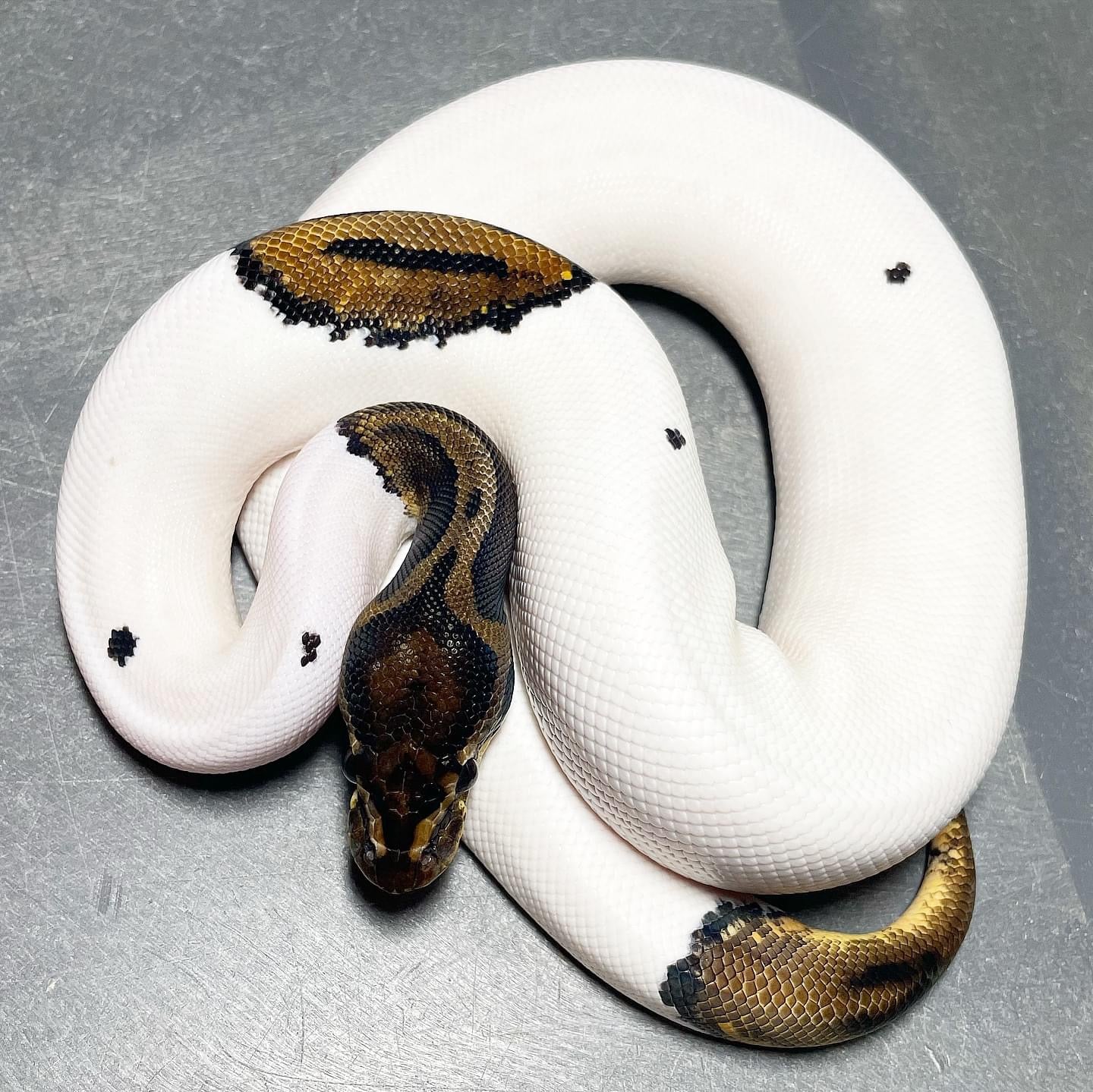 Leopard Pied possible Asphalt Female Ball Python