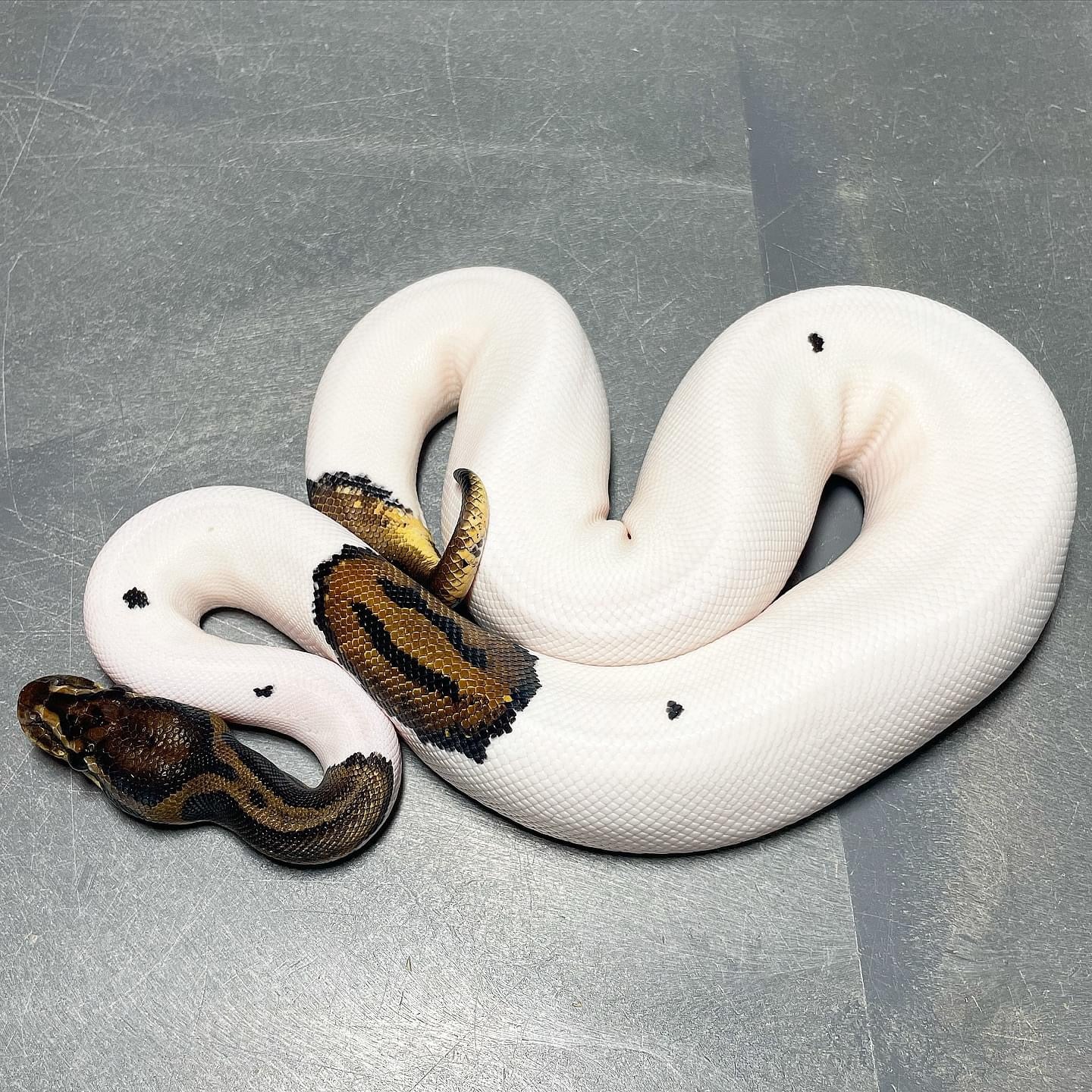 Leopard Pied possible Asphalt Female Ball Python