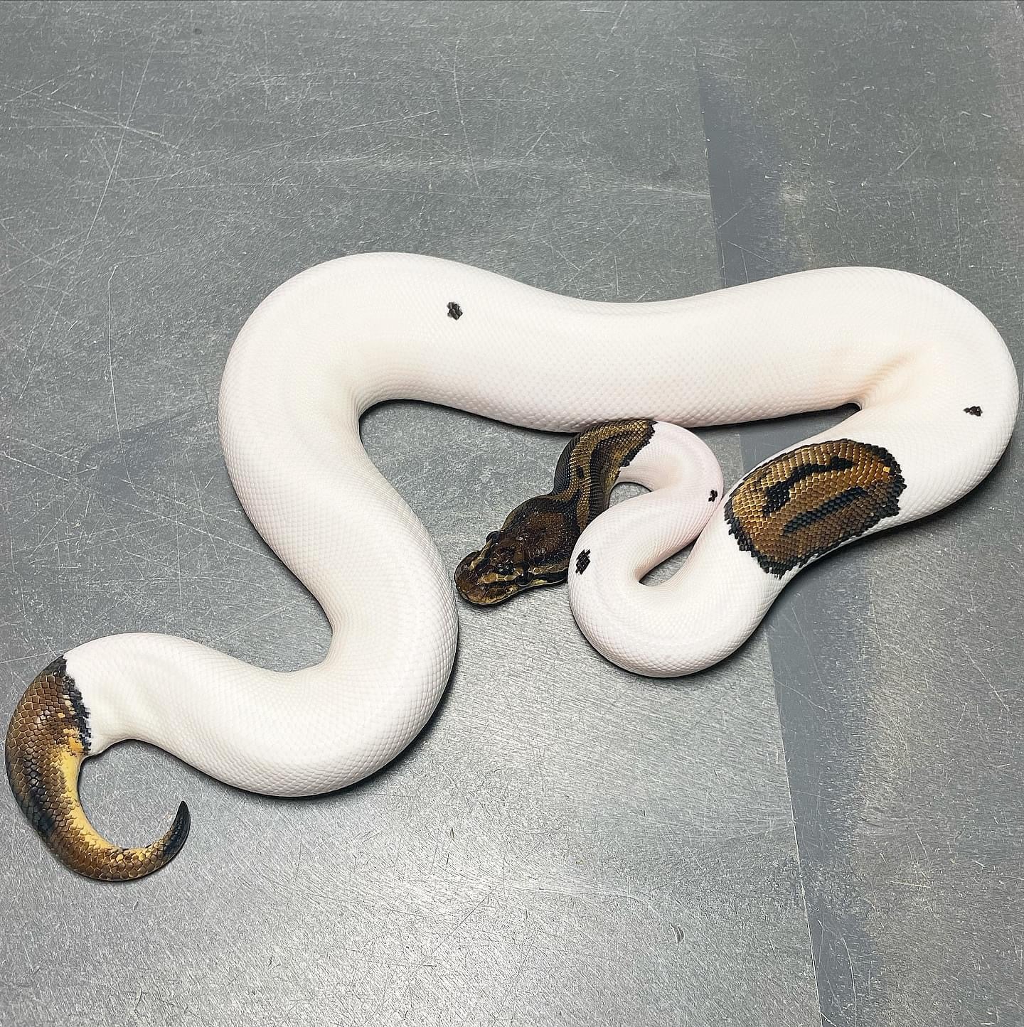 Leopard Pied possible Asphalt Female Ball Python