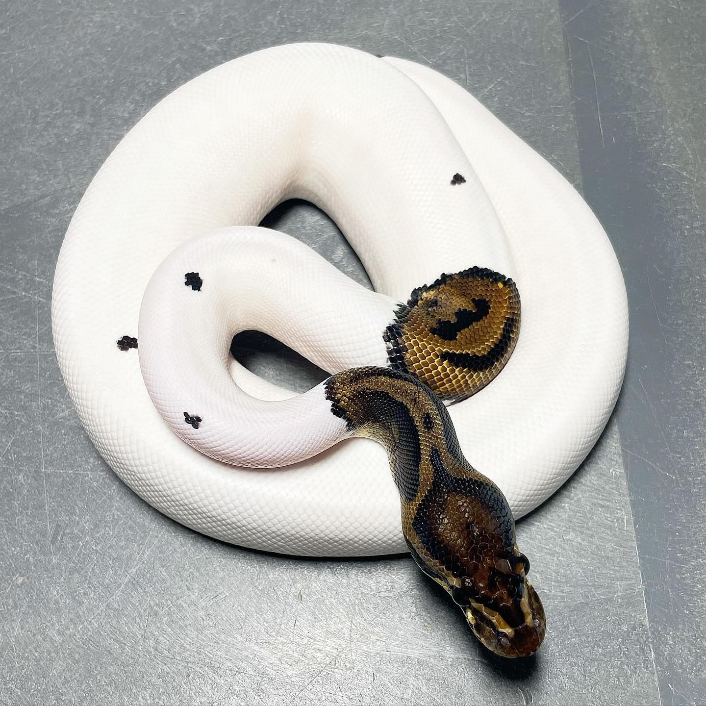 Leopard Pied possible Asphalt Female Ball Python