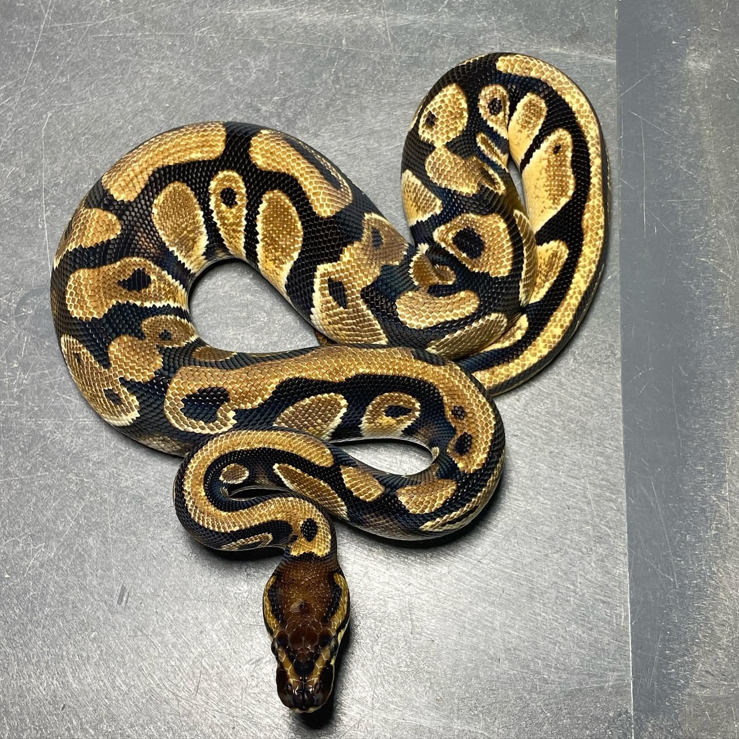 Super Orange Dream Het Pied Female Ball Python