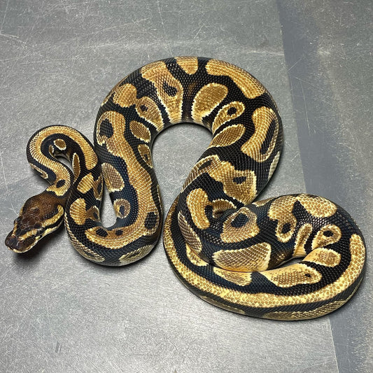 Super Orange Dream Het Pied Female Ball Python