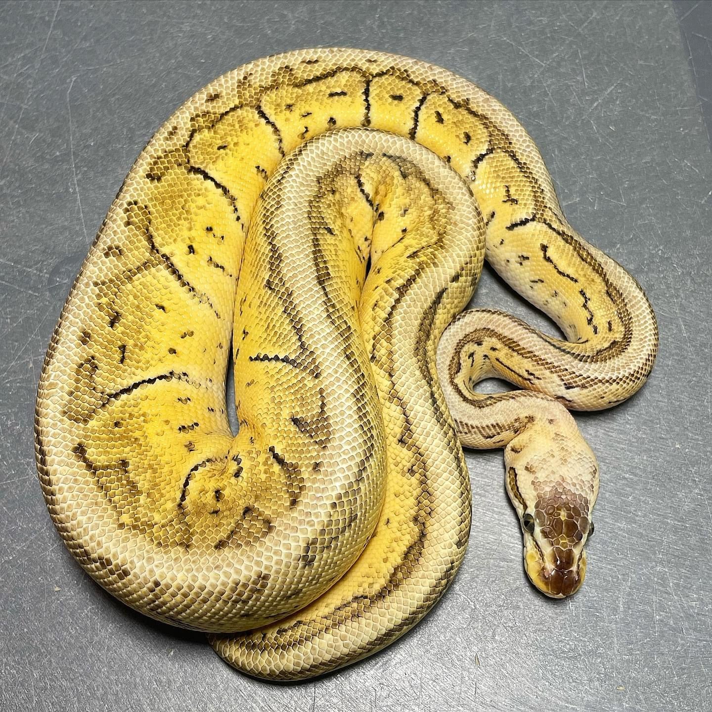 (Sandblast) Superblast Het Pied Female Ball Python