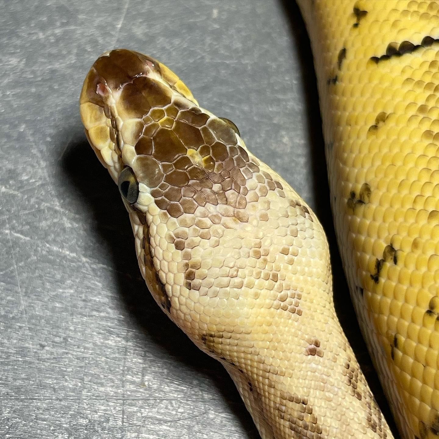 (Sandblast) Superblast Het Pied Female Ball Python