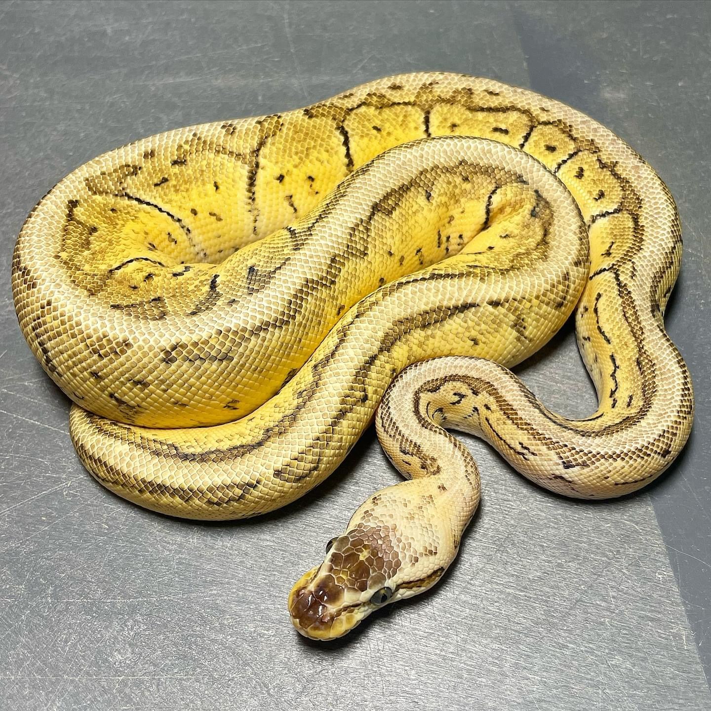 (Sandblast) Superblast Het Pied Female Ball Python