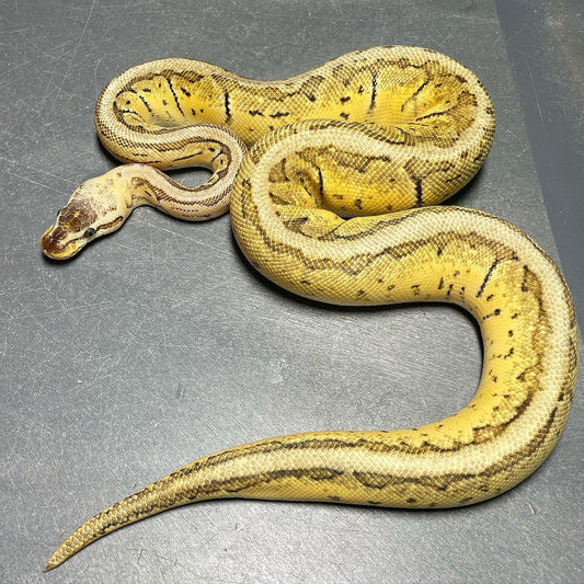 (Sandblast) Superblast Het Pied Female Ball Python